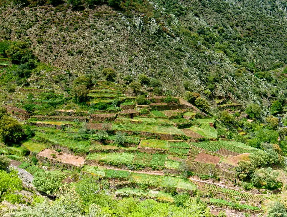 Ladera aterrazada con bancales de cultivo sostenidos por muros de piedra en una vaguada de Las Hurdes.