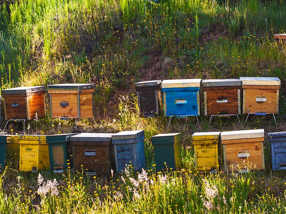 Colmenas de madera de colores alineadas en una ladera en flor de Las Hurdes