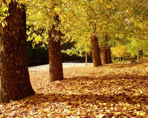 Alameda de chopos en otoño a orillas del río, en Caminomorisco
