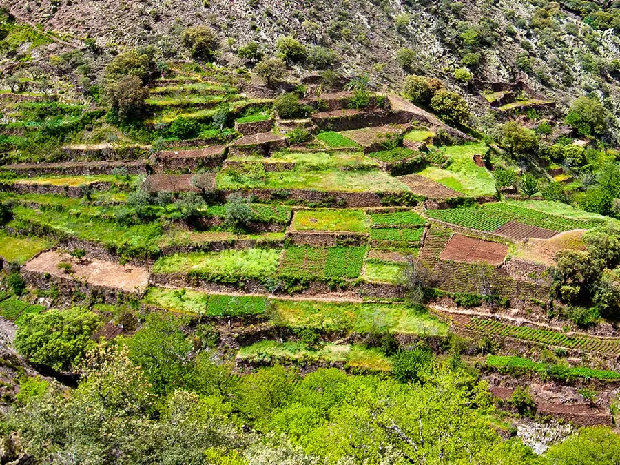 Ladera de bancales de cultivo sostenidos por muros de piedra, en Las Hurdes
