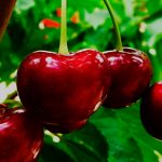 frutas_0003_Capa-0